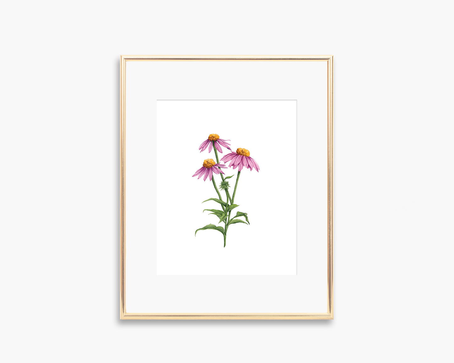 Coneflower Art Print