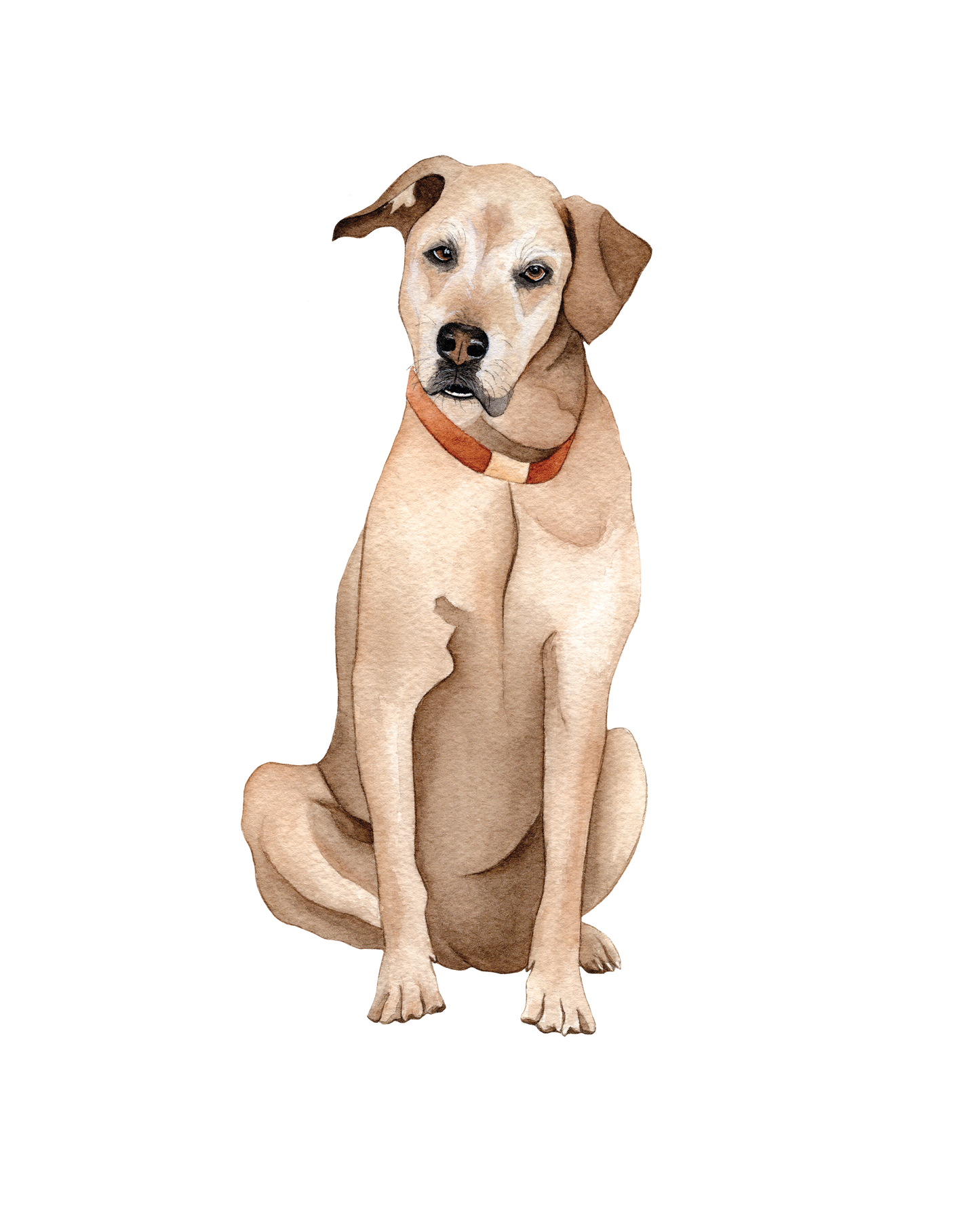 Full Size Pet Portraits
