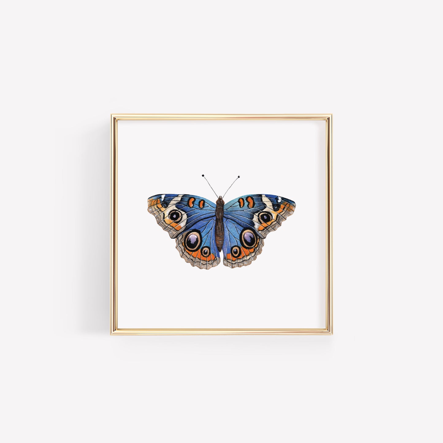 Blue Buckeye Butterfly Art Print
