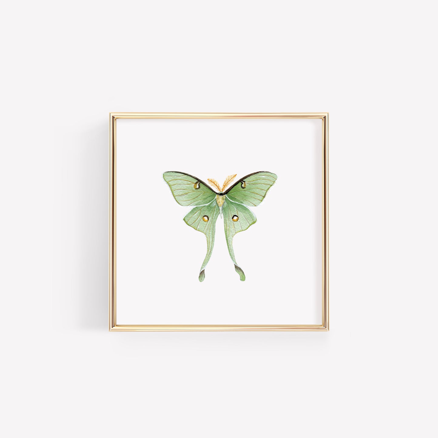 Luna Moth Art Print
