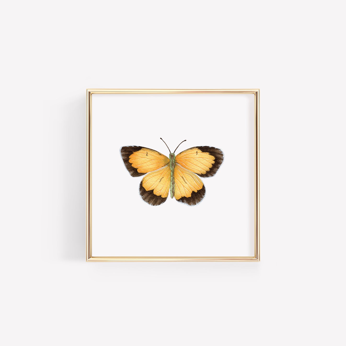 Sleepy Orange Butterfly Art Print