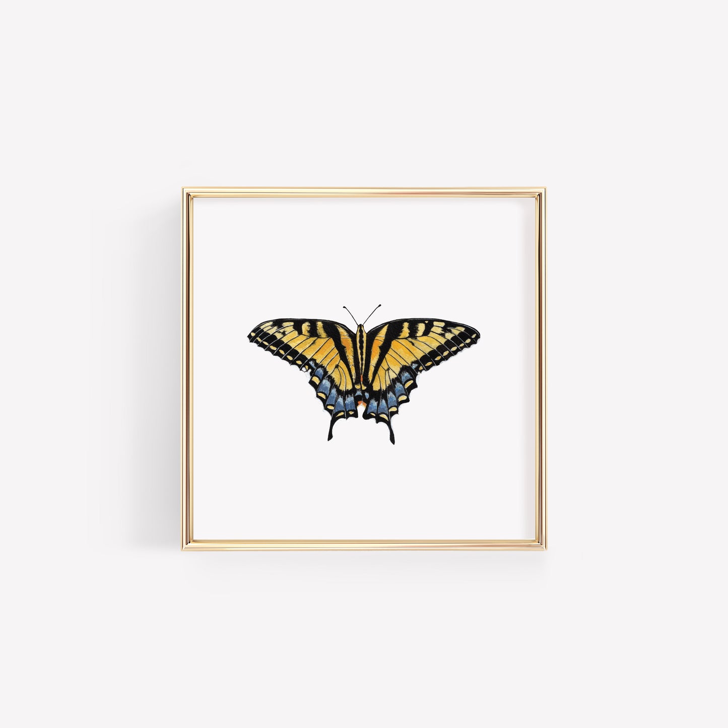 Tiger Swallowtail Butterfly Art Print