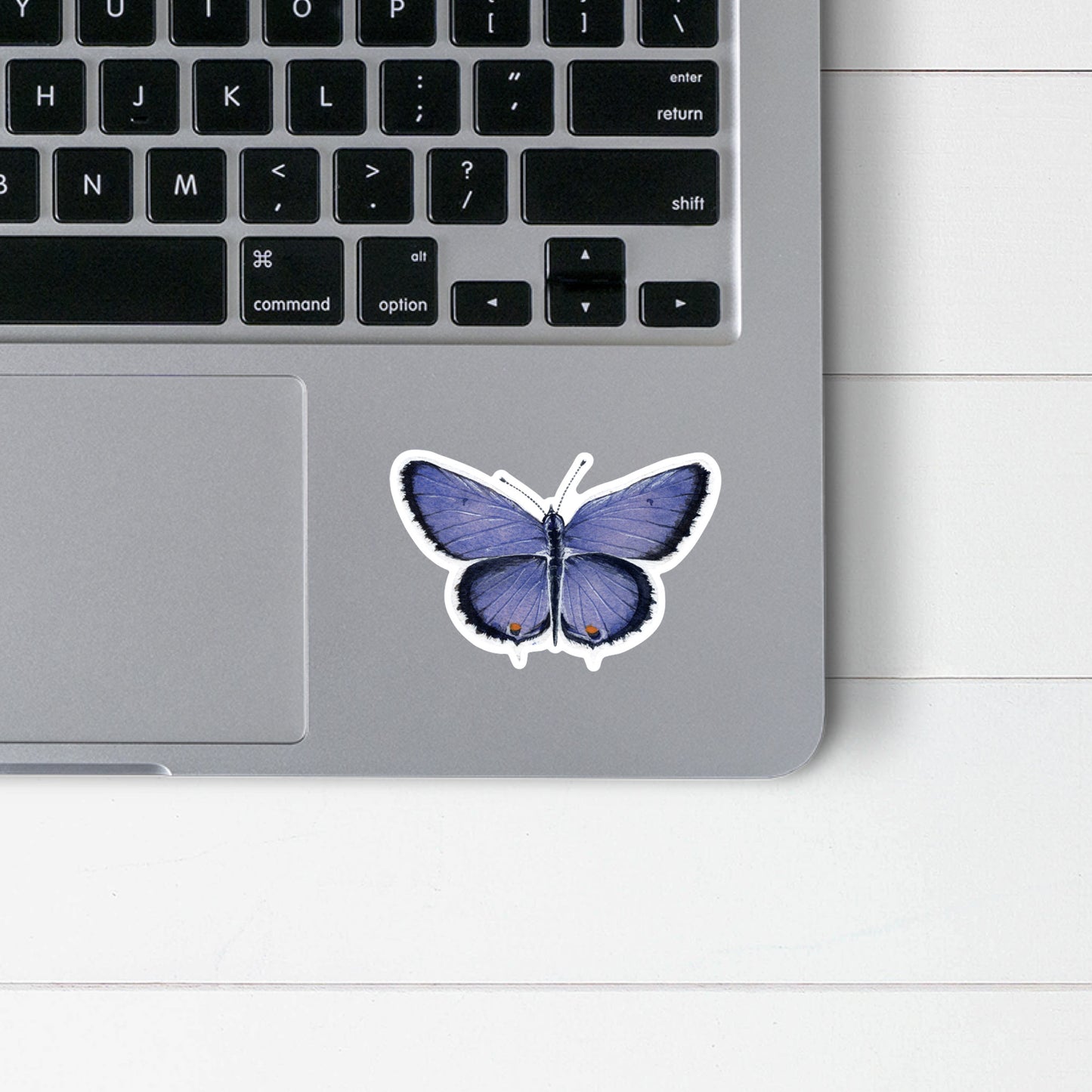 Eastern Tailed Blue Butterfly Sticker