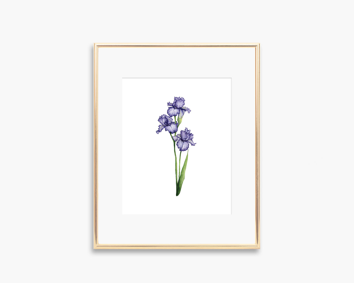 Iris Art Print