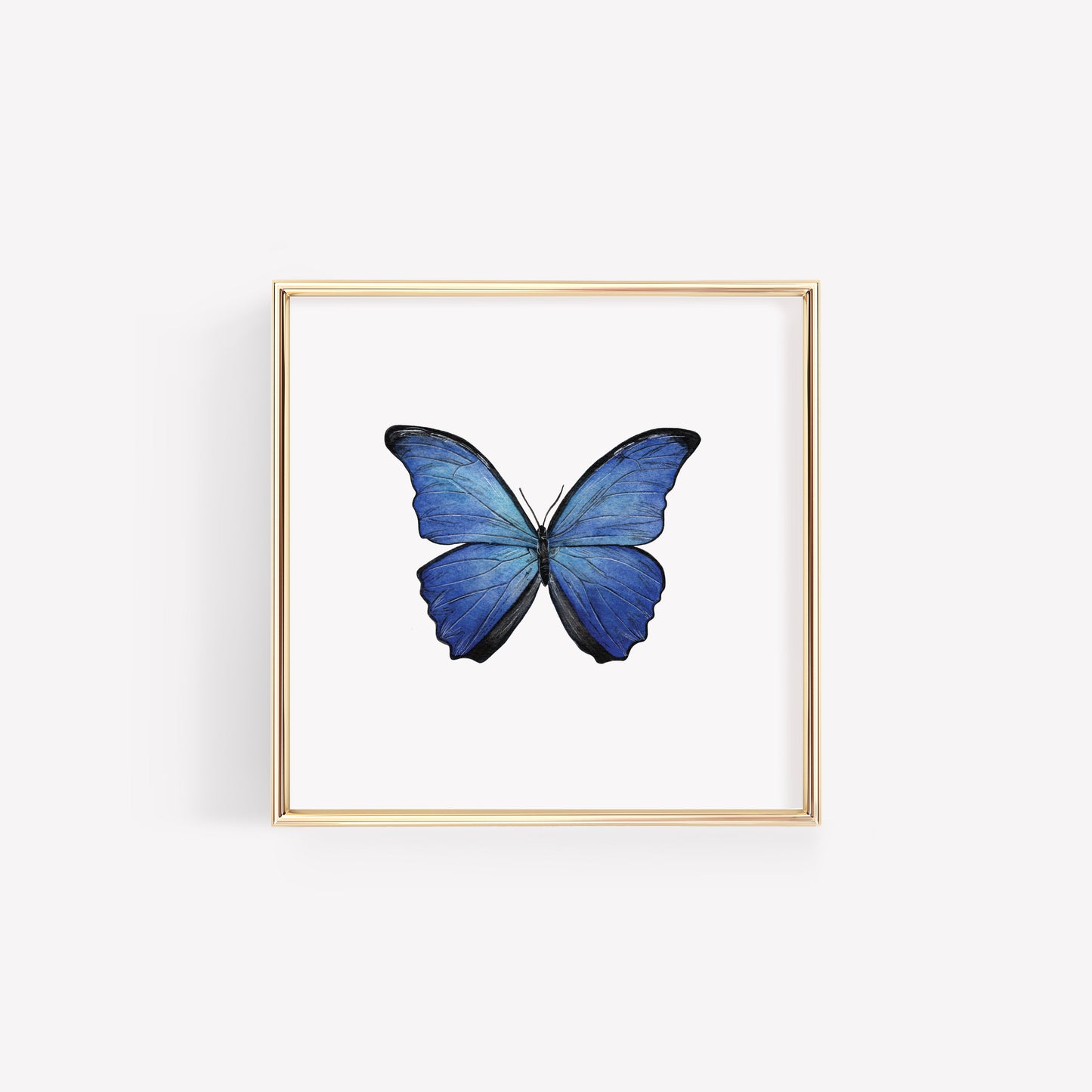 Blue Morpho Butterfly Art Print