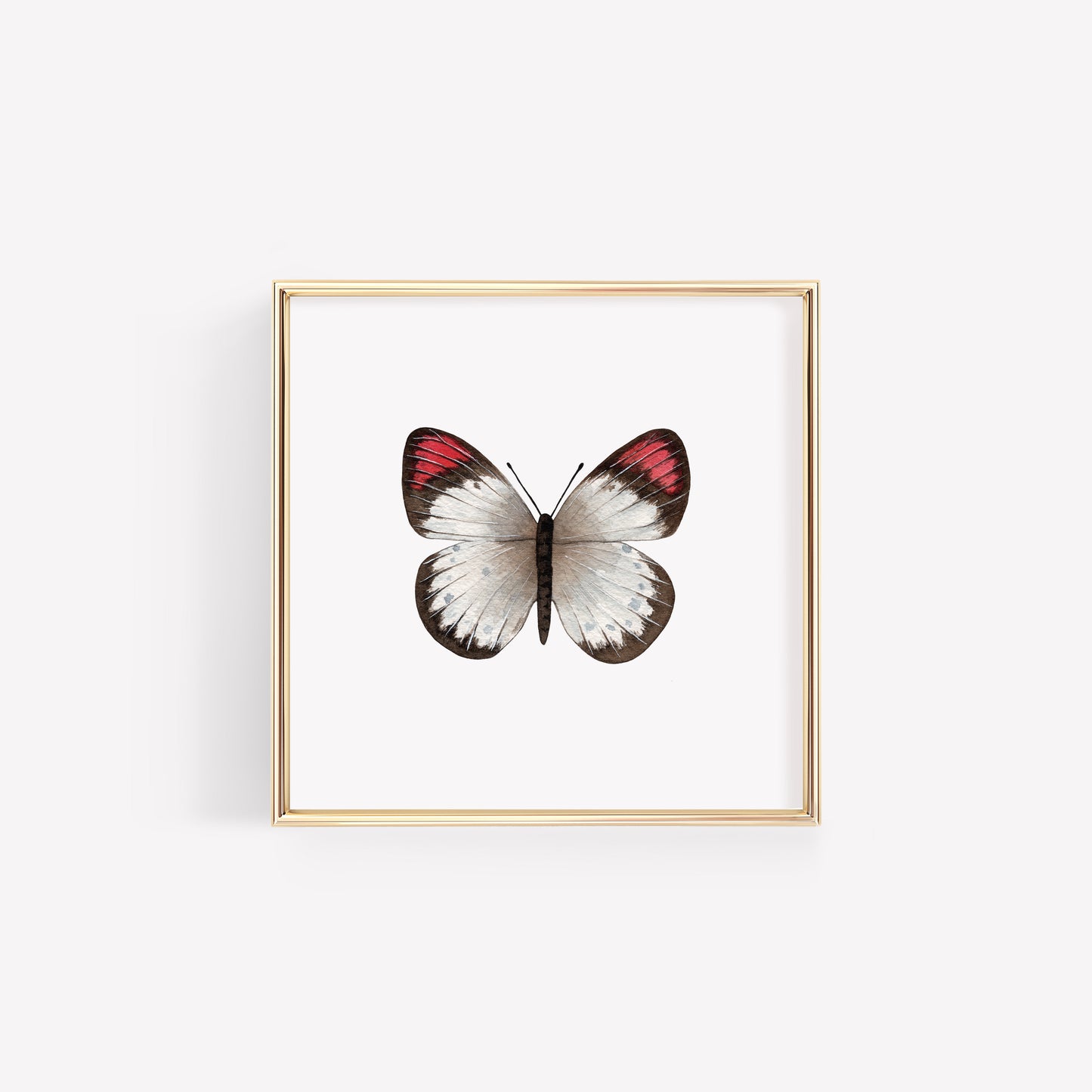 Crimson Tip Butterfly Art Print