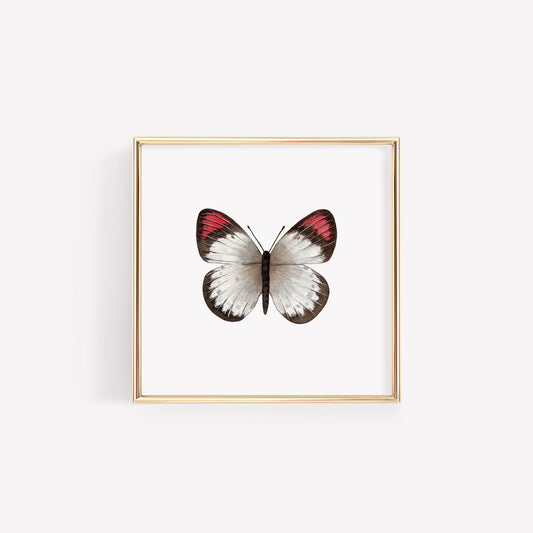 Crimson Tip Butterfly Art Print