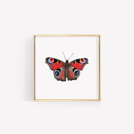 Peacock Butterfly Art Print