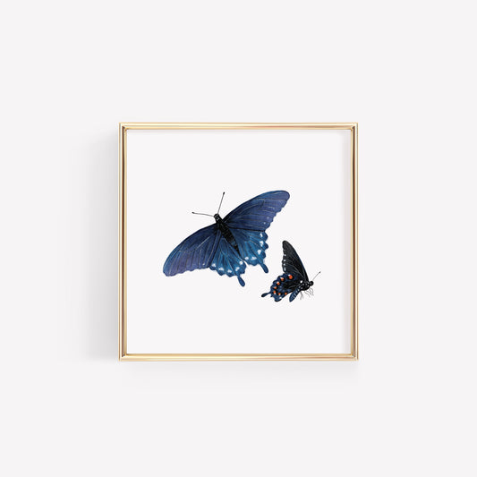 Pipevine Swallowtail Butterfly Art Print