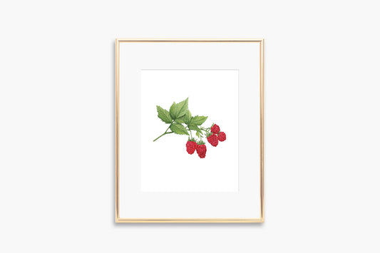 Raspberry Art Print